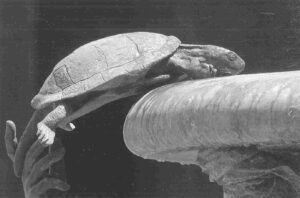 De Schildpaddenfontein van Aafjes in Rome